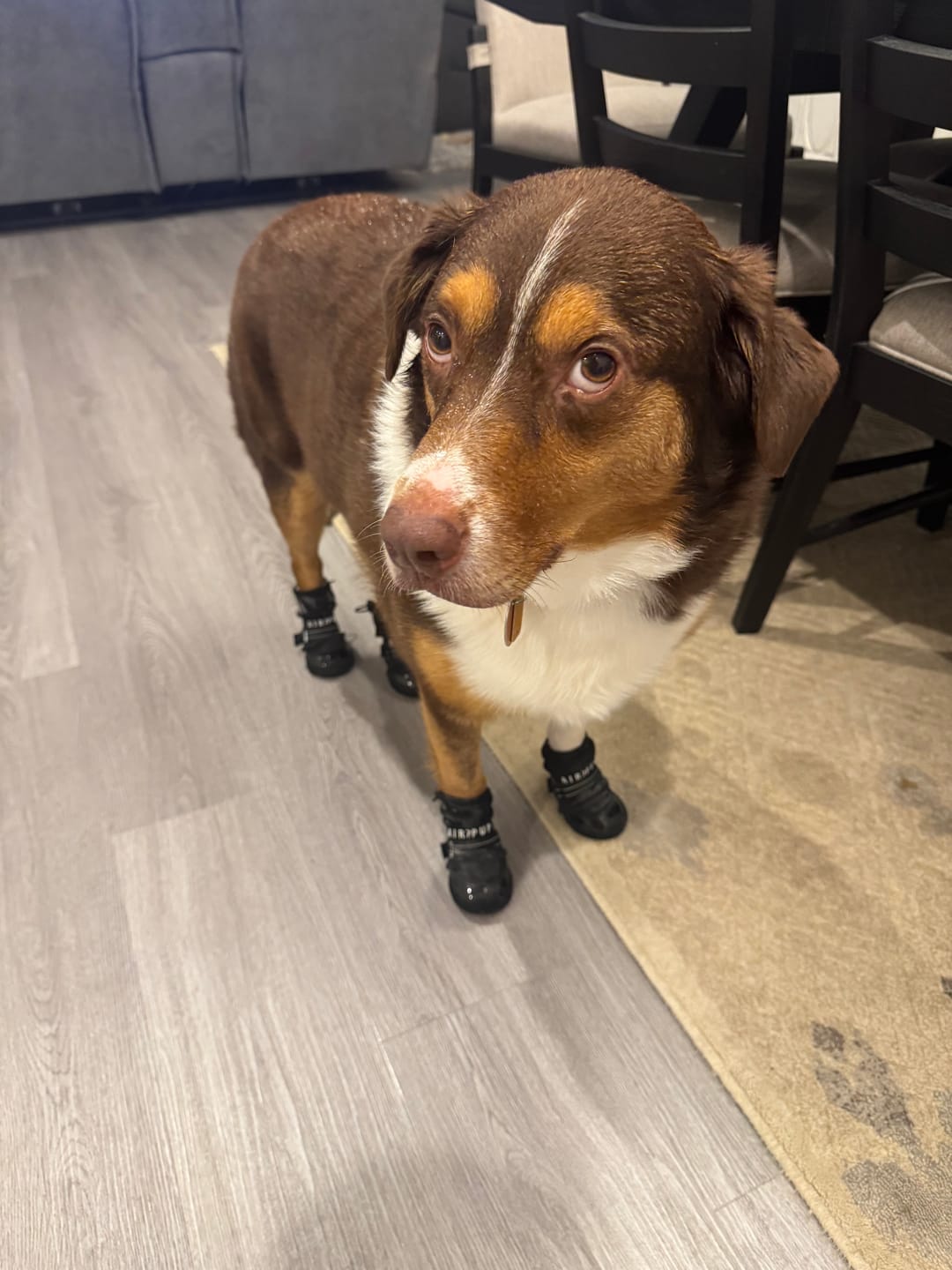 Customer photo review of AIR PUP DOG BOOTS - SET OF 4