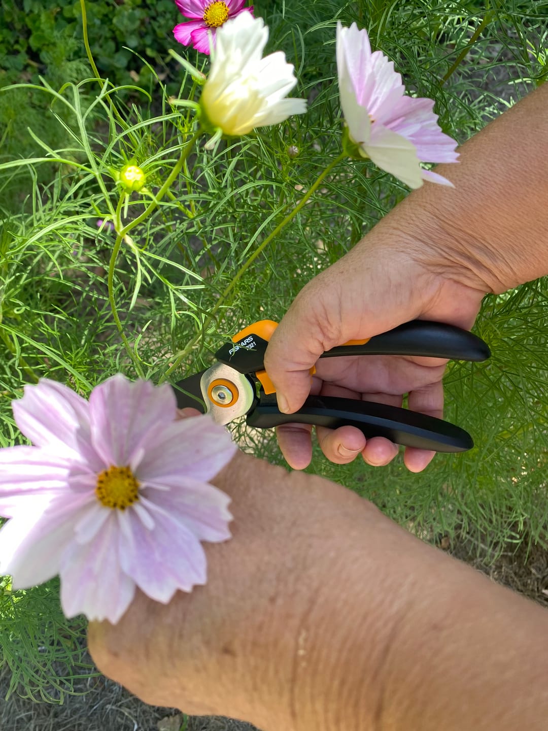 Customer photo review of Solid™ Bypass Pruner M (P321)