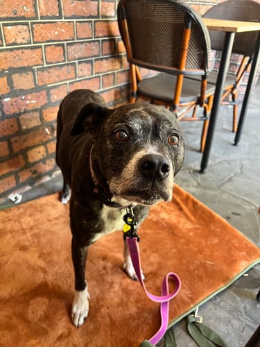 Customer photo review of Transformable Pet Living Mat