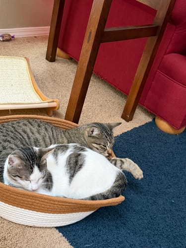 Customer photo review of Instinct Basket | Handwoven & Chemical-Free Cat Territory (Voted #1 Basket By 5,000+ Cat Families)