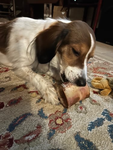 Customer's small brown and white dog chewing on a large Smoked Beef Marrow Bone while lying on a patterned rug.
