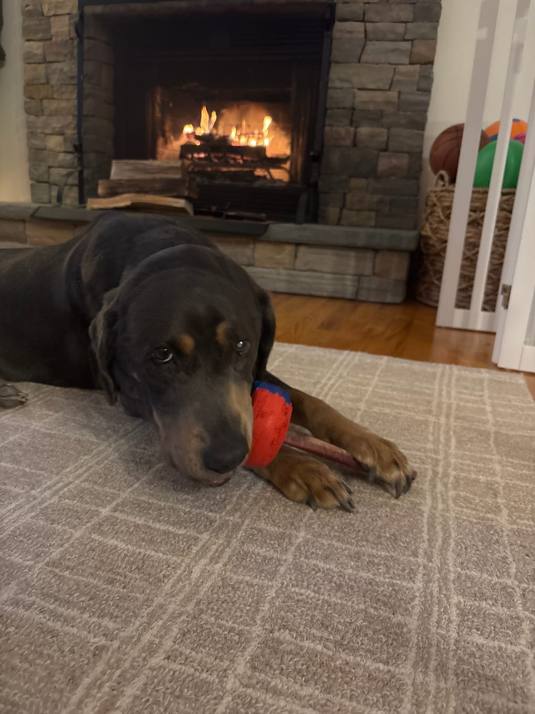Customer photo review of 12 Inch Standard Bully Stick