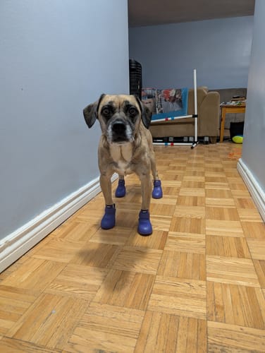 Customer photo review of WagWellies® by wagwear