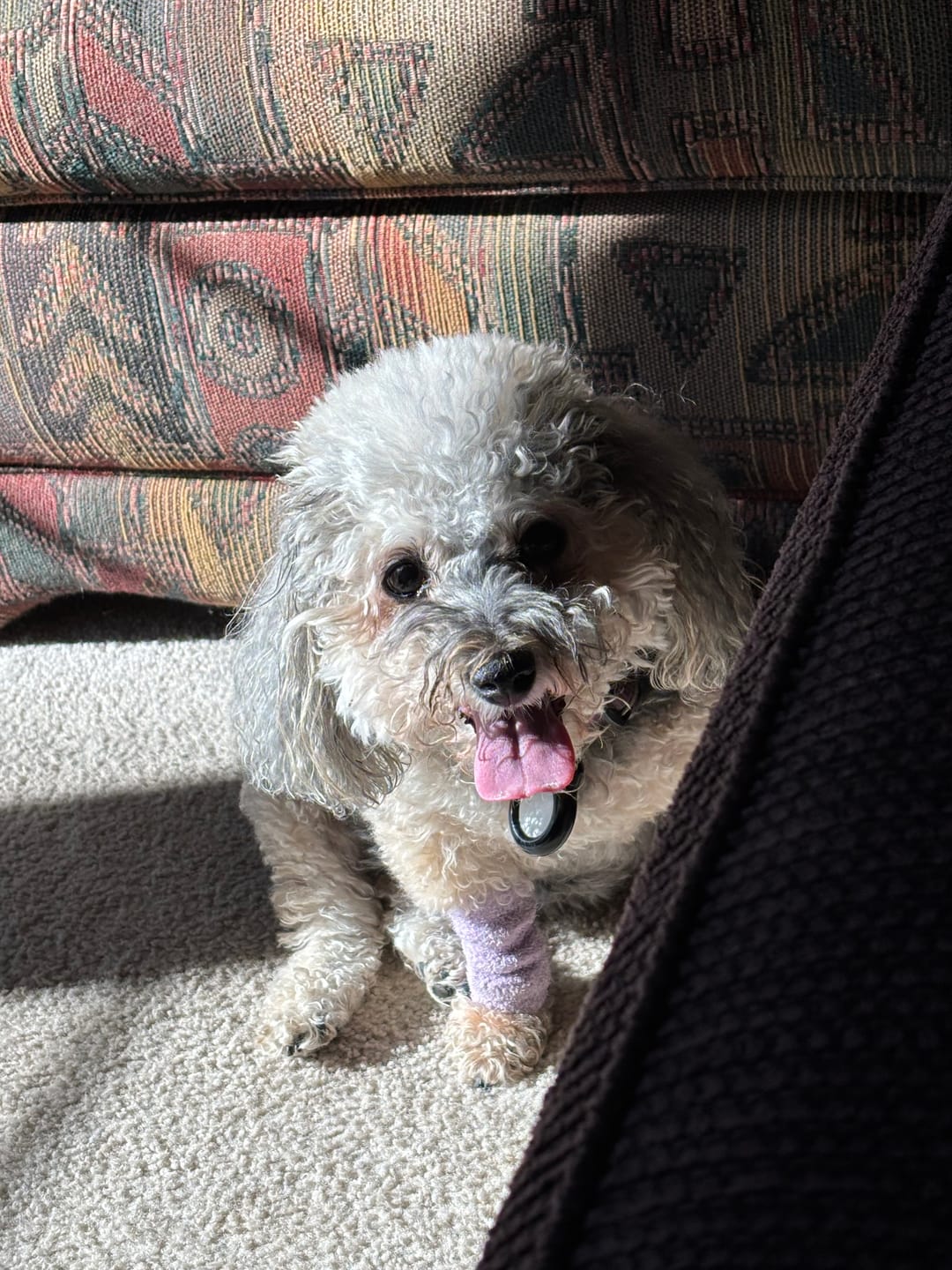 Customer photo review of Stretchy Fleece Dog Leg Warmer Sleeves