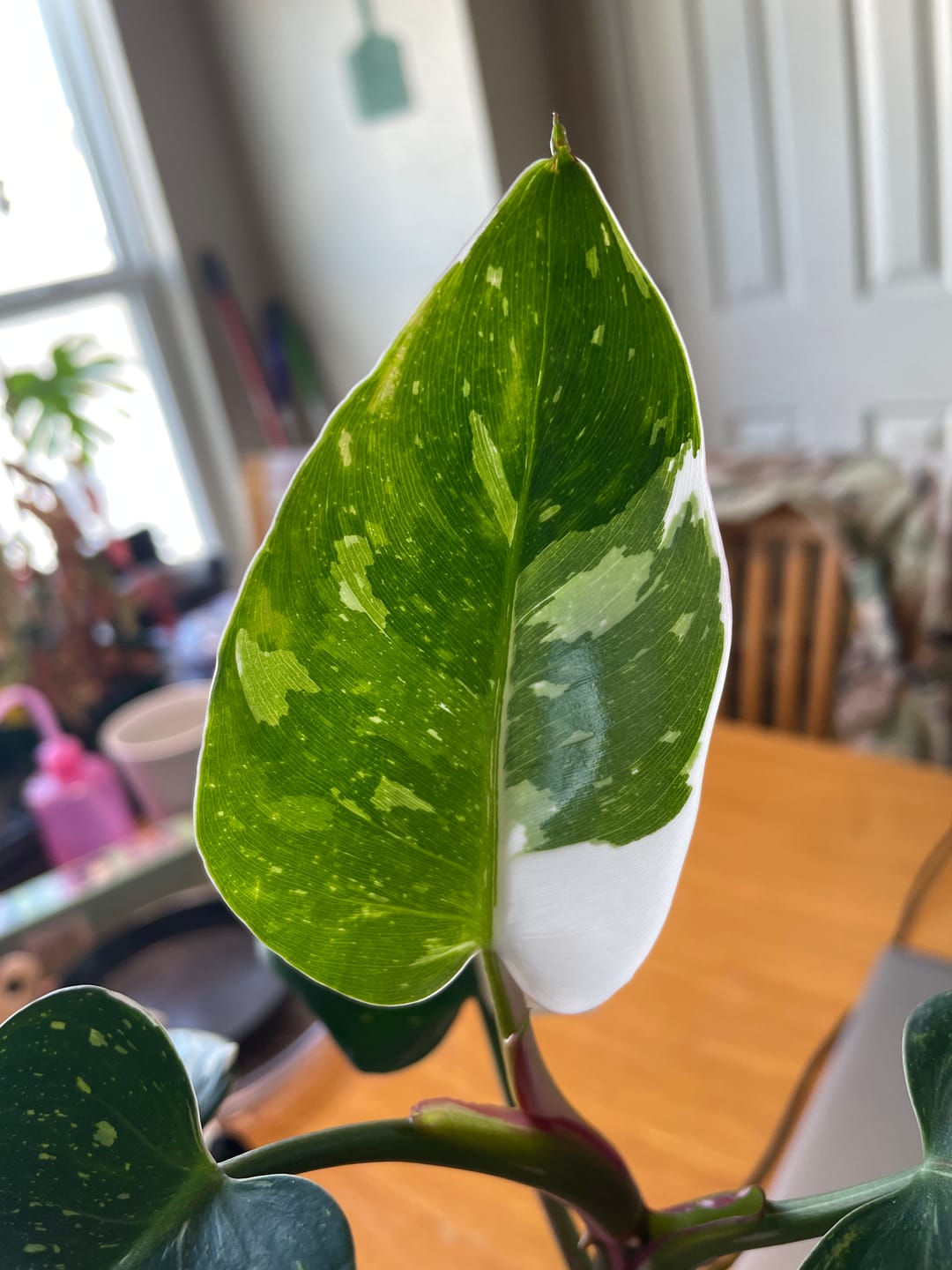 Customer photo review of Philodendron 'White Princess'