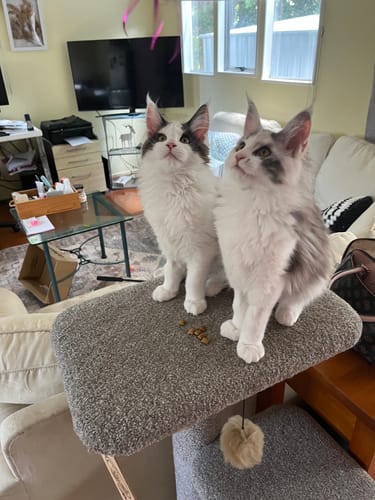 Customer photo review of Fit Litter