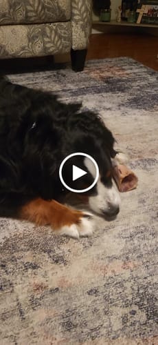 Customer video review of Large Dog Black Friday Bundle II (4x 5oz Jerky Bags + 4x LARGE Smoked Marrow Bones)