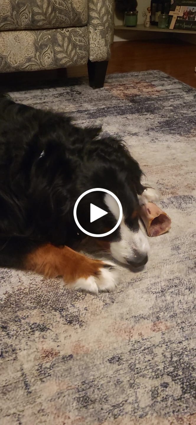 Customer video review of Large Dog Black Friday Bundle II (4x 5oz Jerky Bags + 4x LARGE Smoked Marrow Bones)
