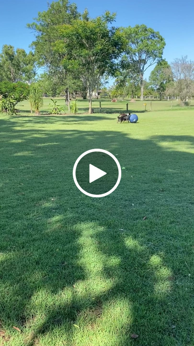 Customer video review of Herding Ball