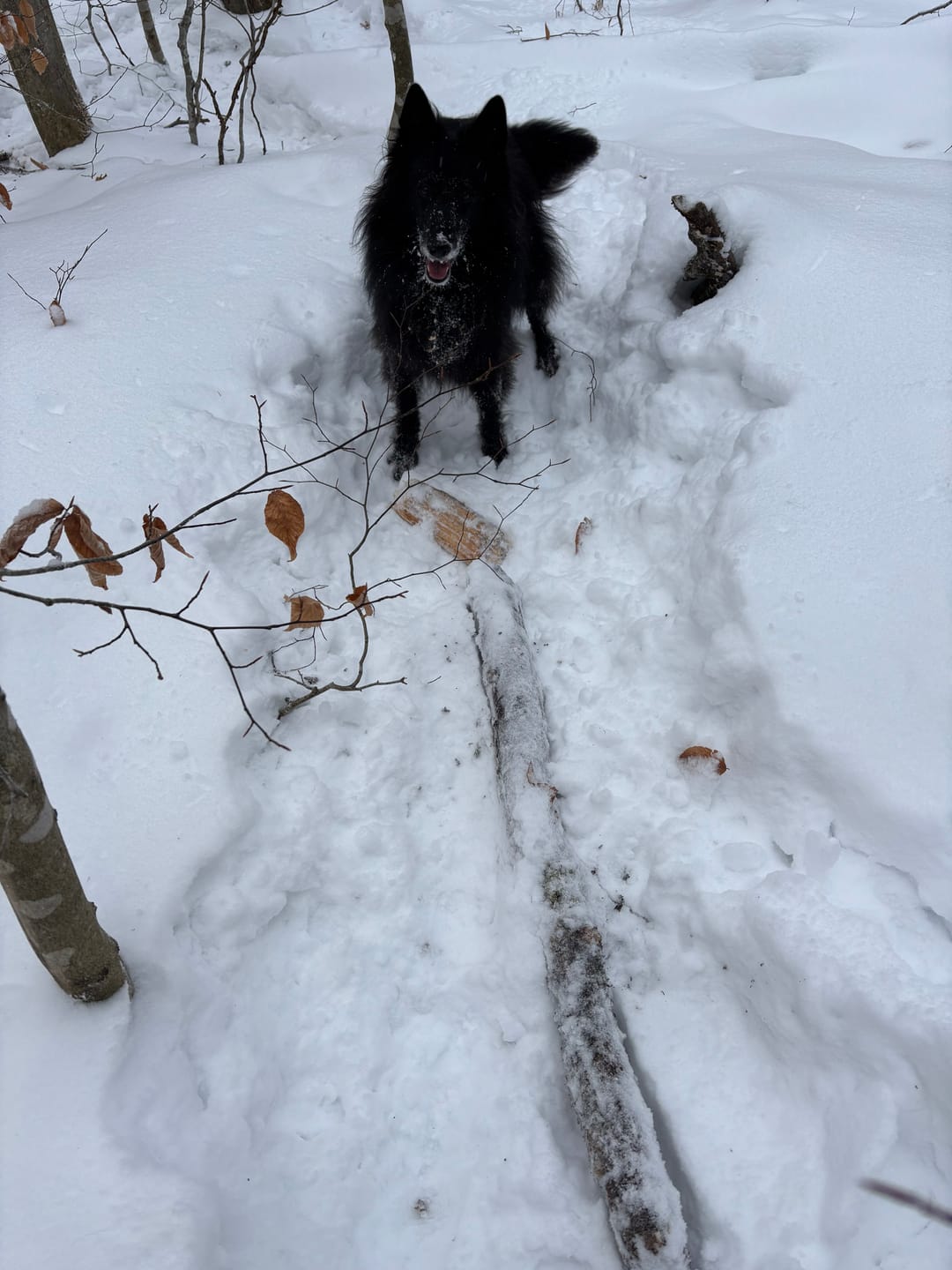 Customer photo review of Vrac Nature's Own - Bâtonnets oesophage de boeuf pour chien