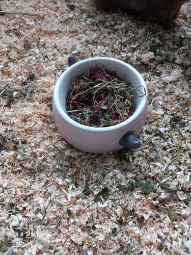 Customer photo review of 💖 Liebeszauber – Blüten‑Kräuter‑Mix für kuschelige Meerschweinchen