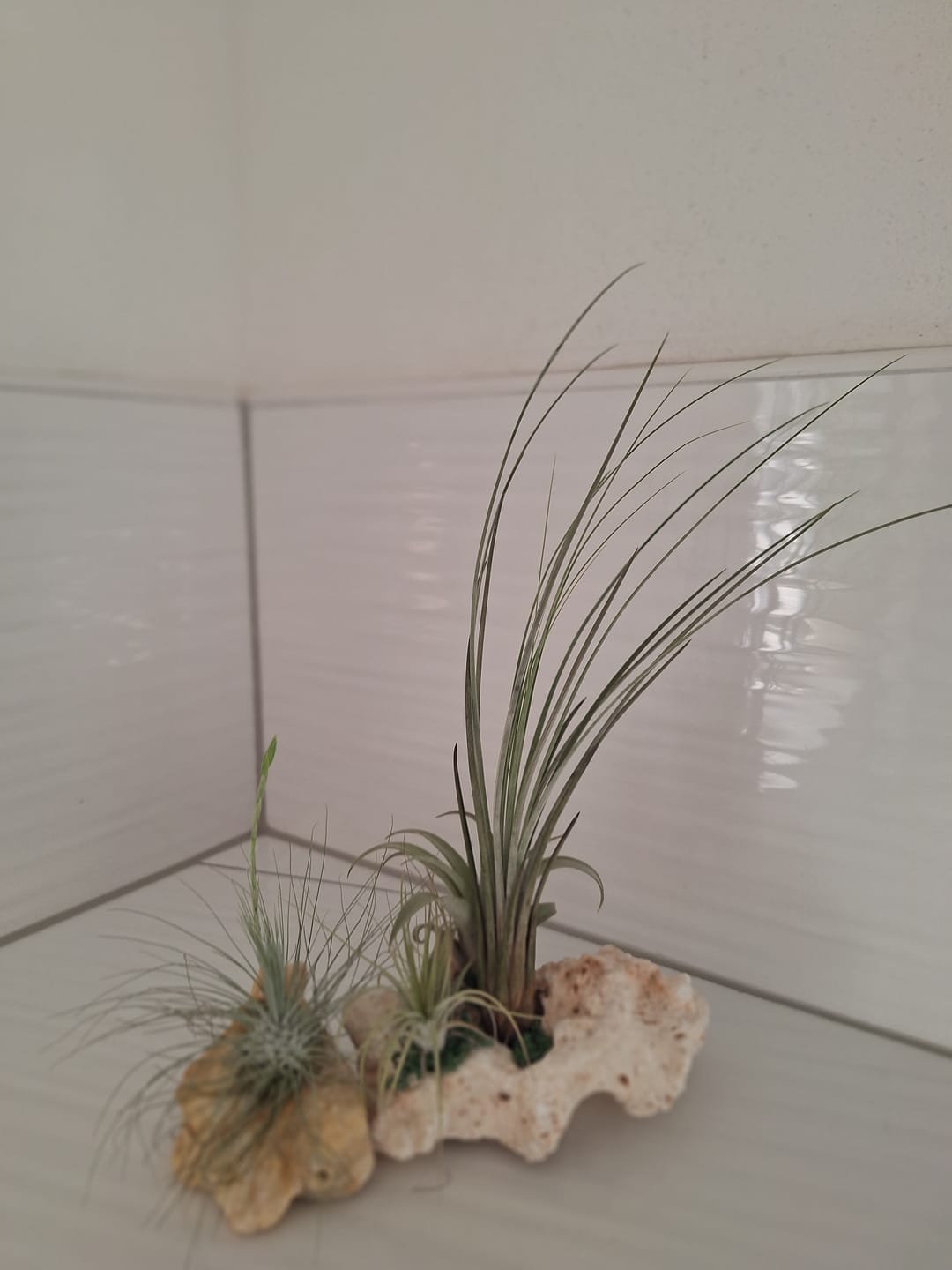 Customer photo review of Tillandsia usneoides - Lousianamoos