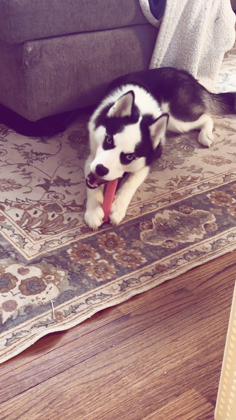 Customer photo review of Strawberry Himalayan Yak Chew (MEDIUM)