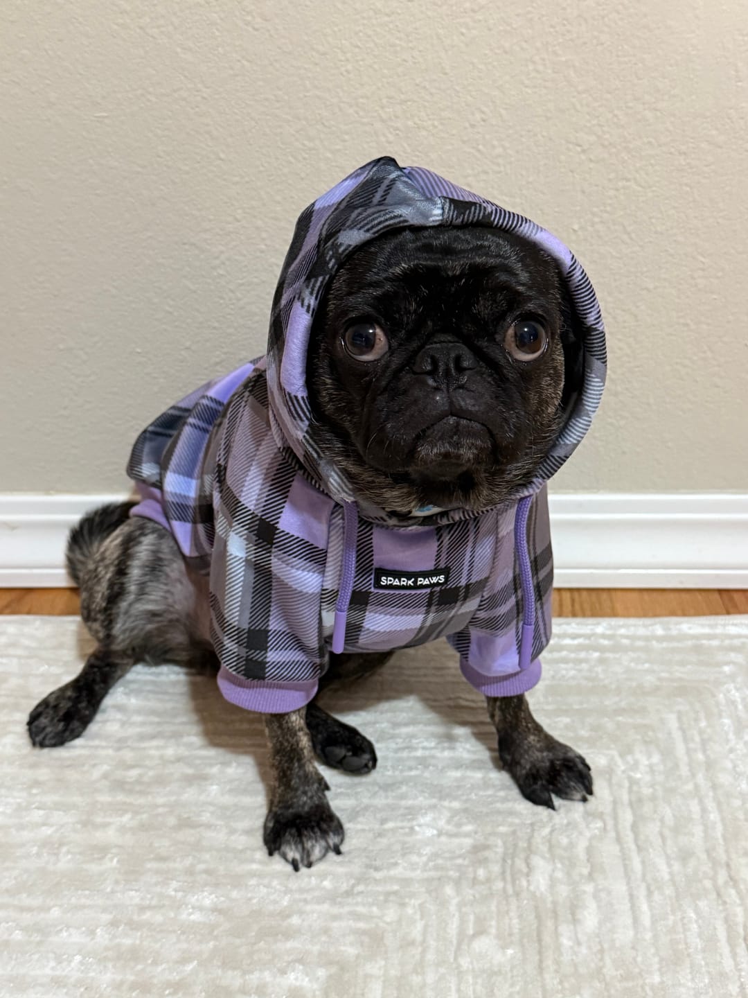 Customer photo review of Purple Plaid Dog Hoodie