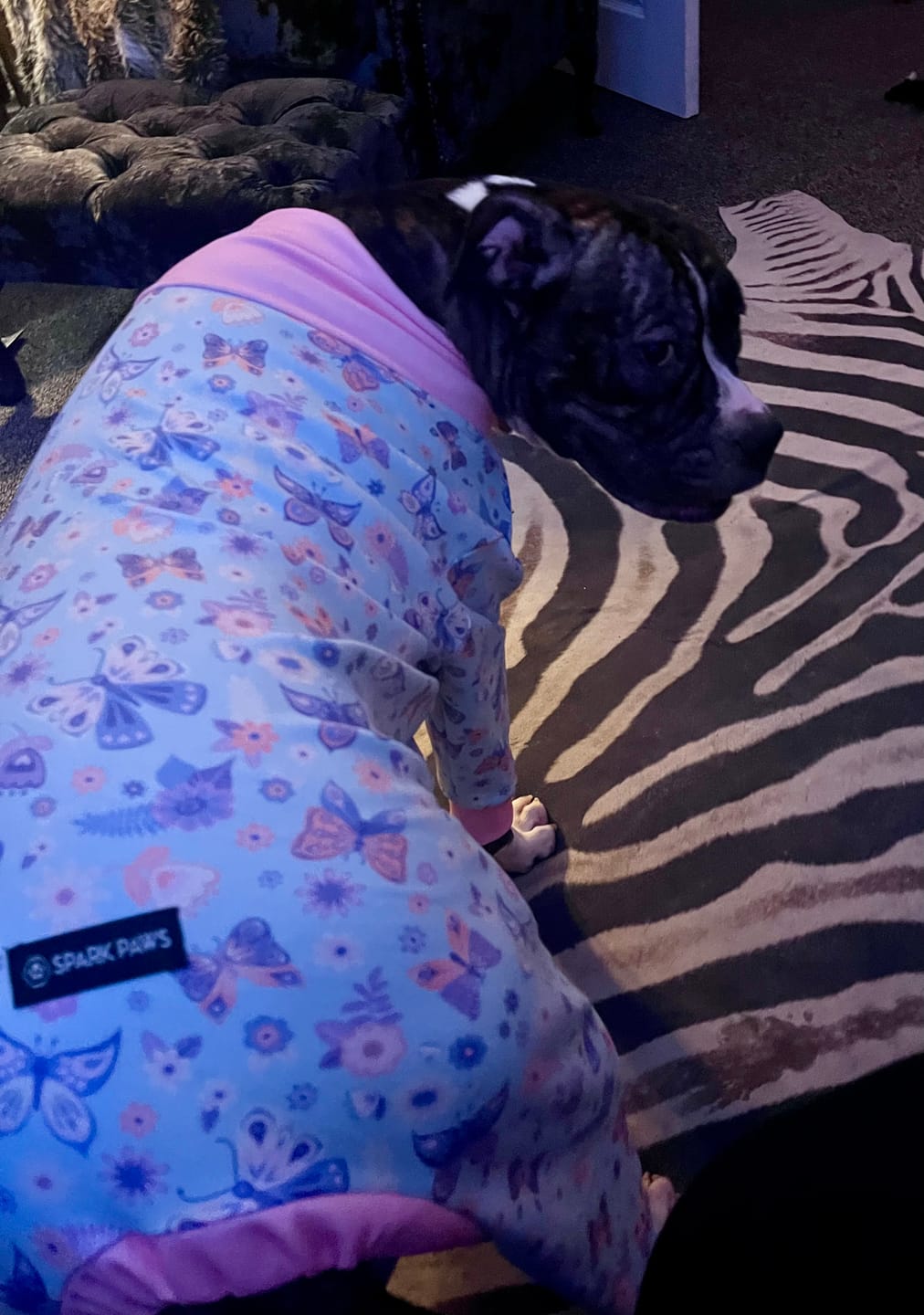Customer photo review of Dog Pajama - Butterfly