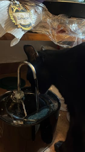 Customer photo review of CT2333 1 Pieza De Fuente De Agua Para Mascota