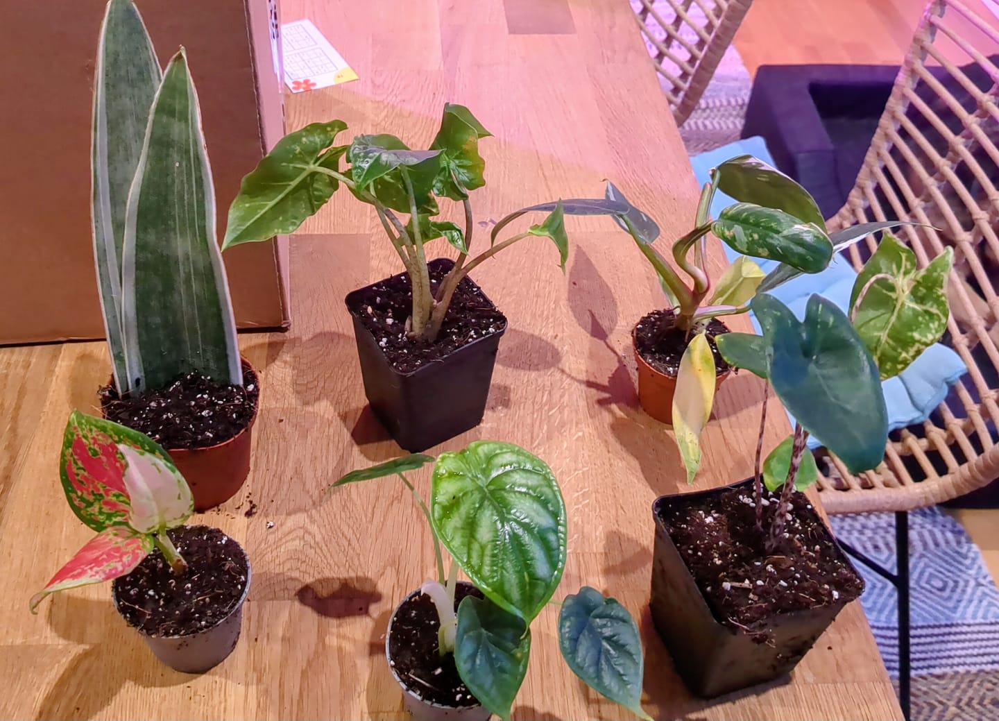 Customer photo review of SAD-PLANT-SET