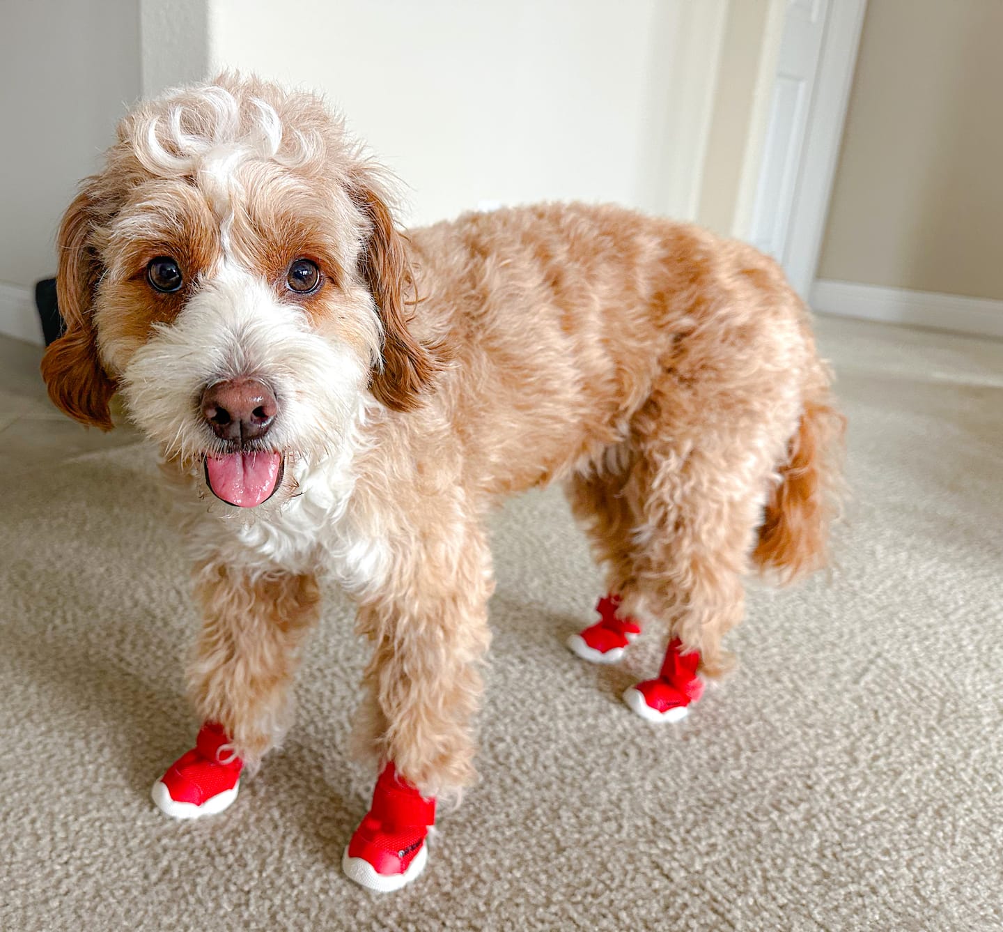 Customer photo review of Caesar 1