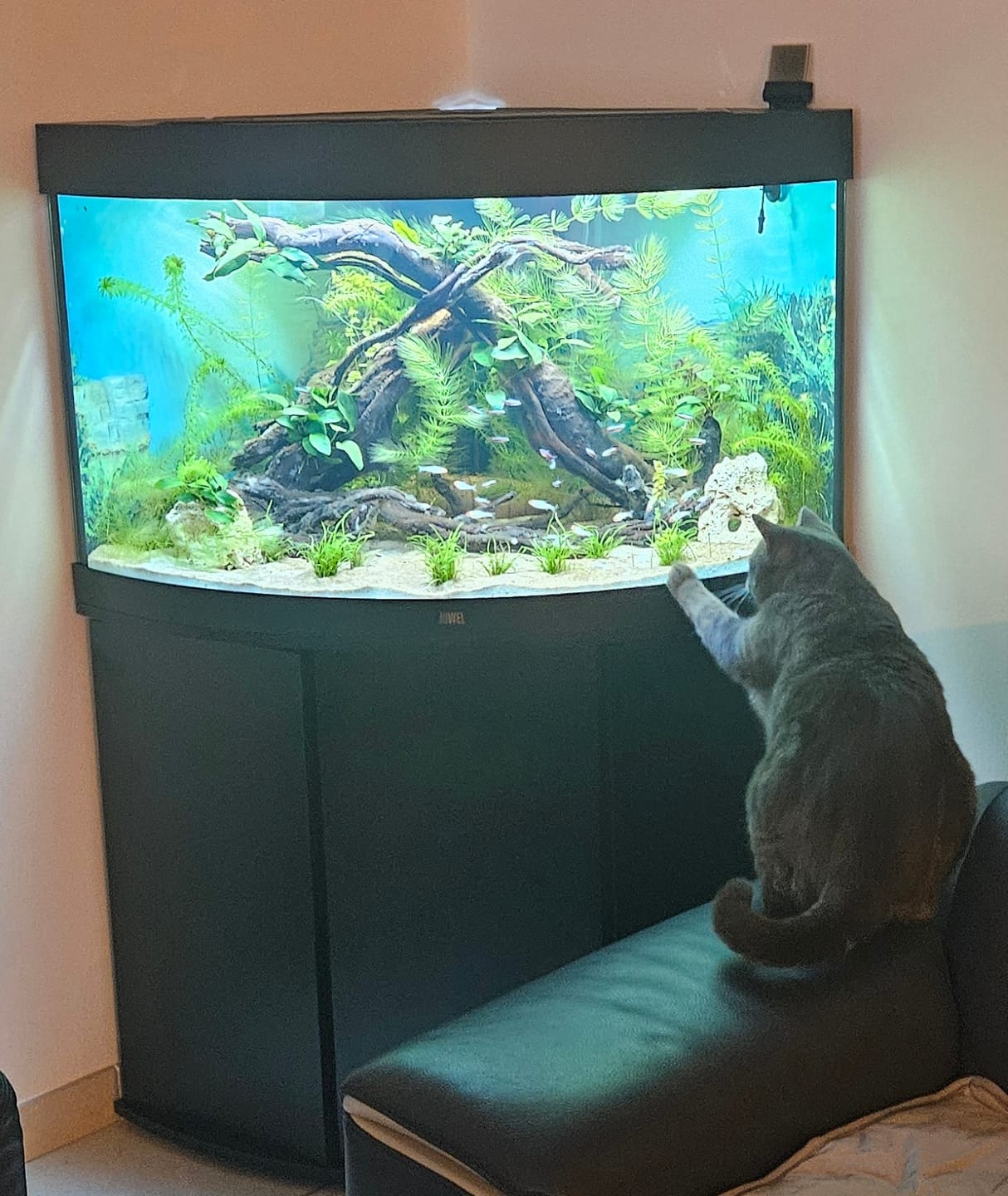 Customer photo review of Aquarium Trigon 190 LED Noir Équipé JUWEL - 190L
