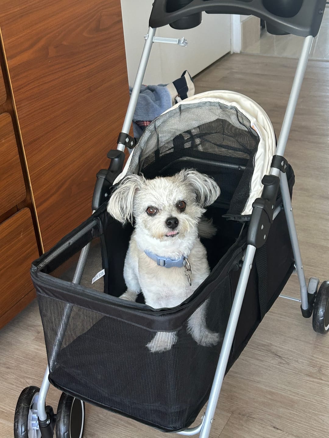 Customer photo review of Compact & Comfortable Pet Stroller