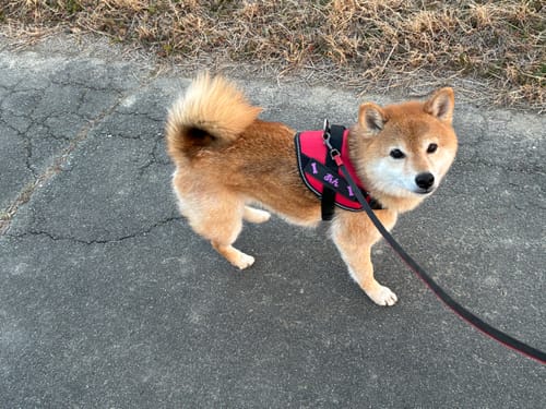 Customer photo review of FunFunPet 高機能ハーネス（お名前タグ作成サービス付き）