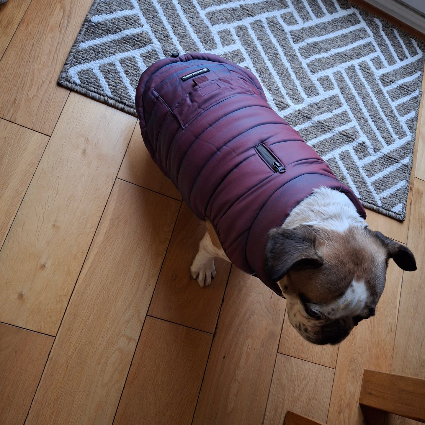 Customer photo review of WarmShield Water-Resistant Jacket - Cosmic
