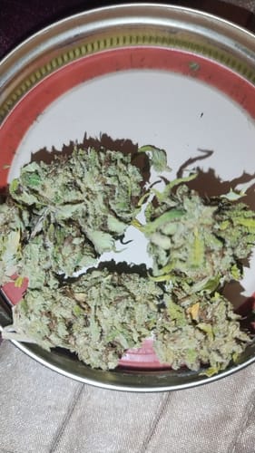 Customer photo review of Gold Spectrum THCA Flower (Connoisseur) - Pink Gumbo