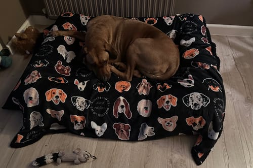 Customer's dog curled up asleep on the black Luxury Dog Bed, which is covered with a patterned blanket.