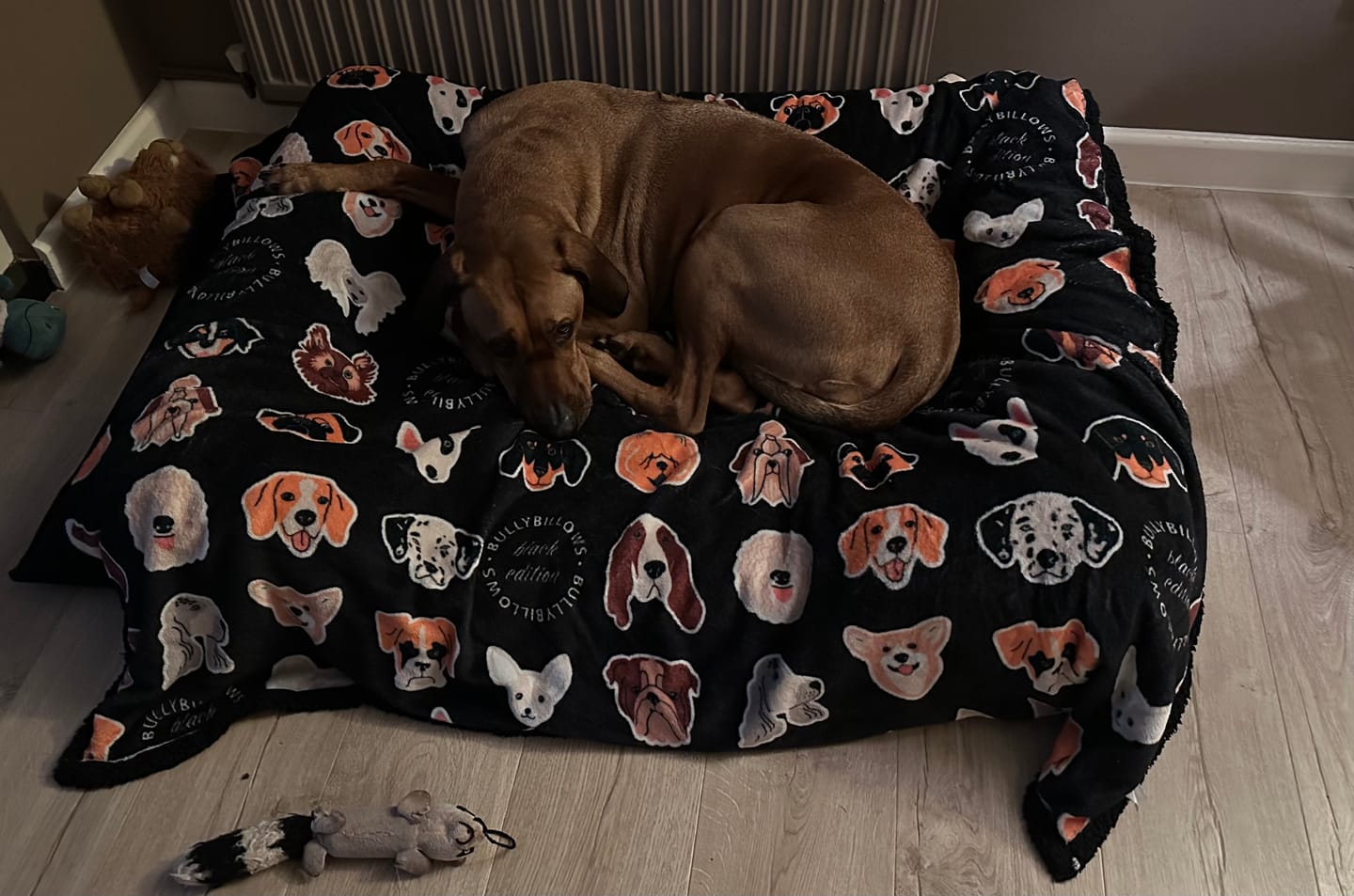 Customer photo review of Luxury Dog Bed - Black Edition | Add your dogs name
