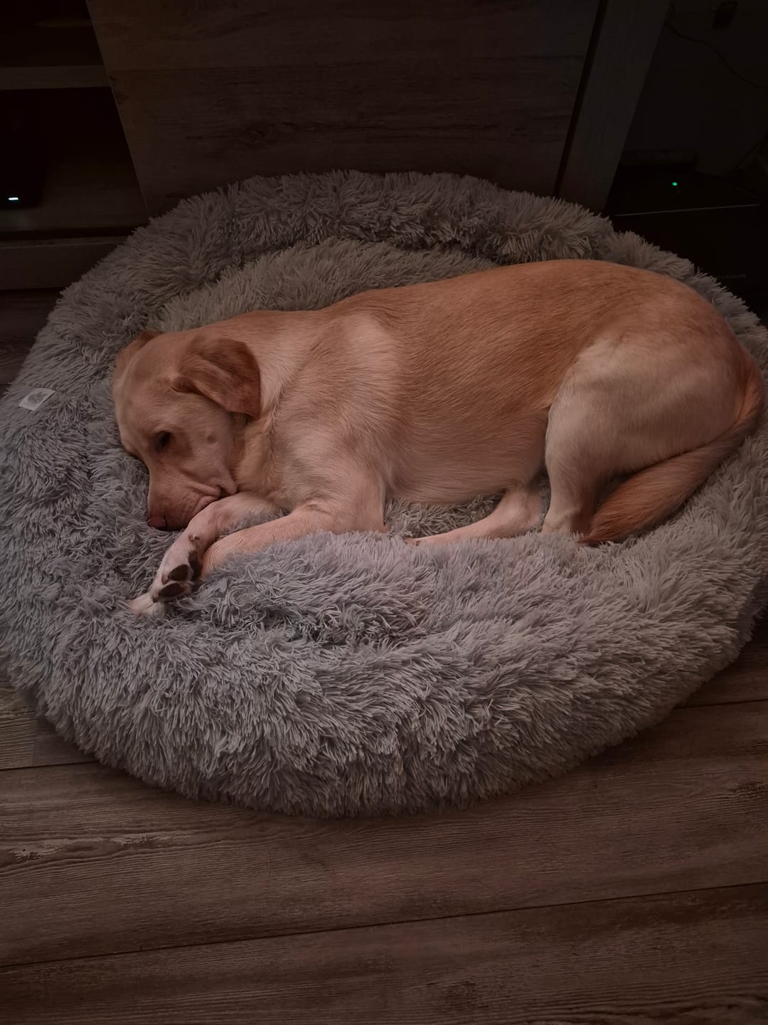 Customer photo review of Pet Perfect Fluffy Donut Hondenmand - Rond - Wasbaar