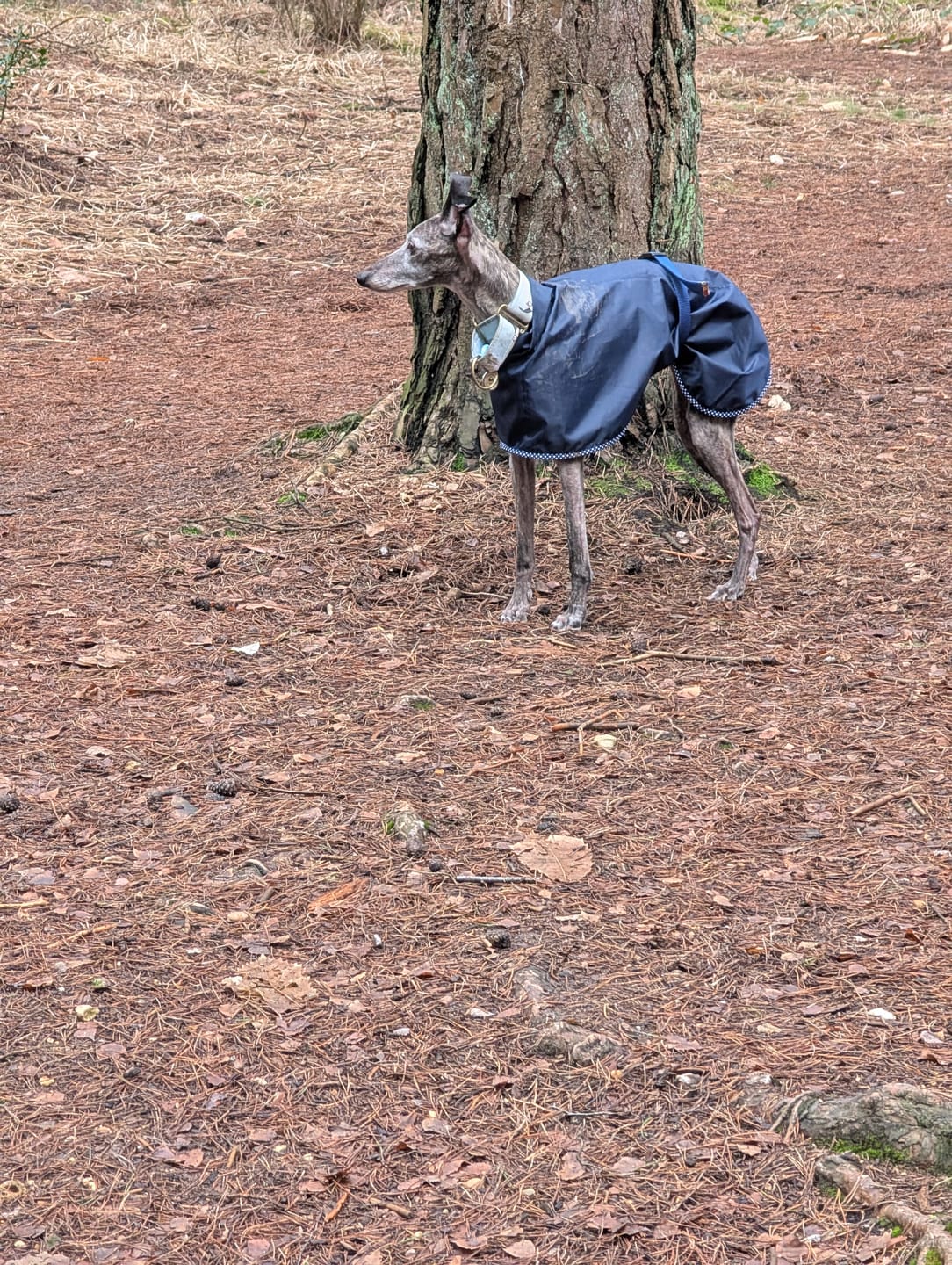 Customer photo review of Water Resistant Ripstop Fabric