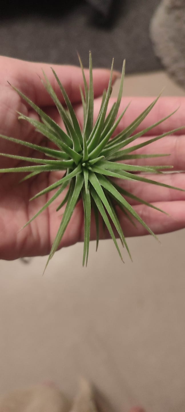 Customer photo review of Tillandsia ionantha