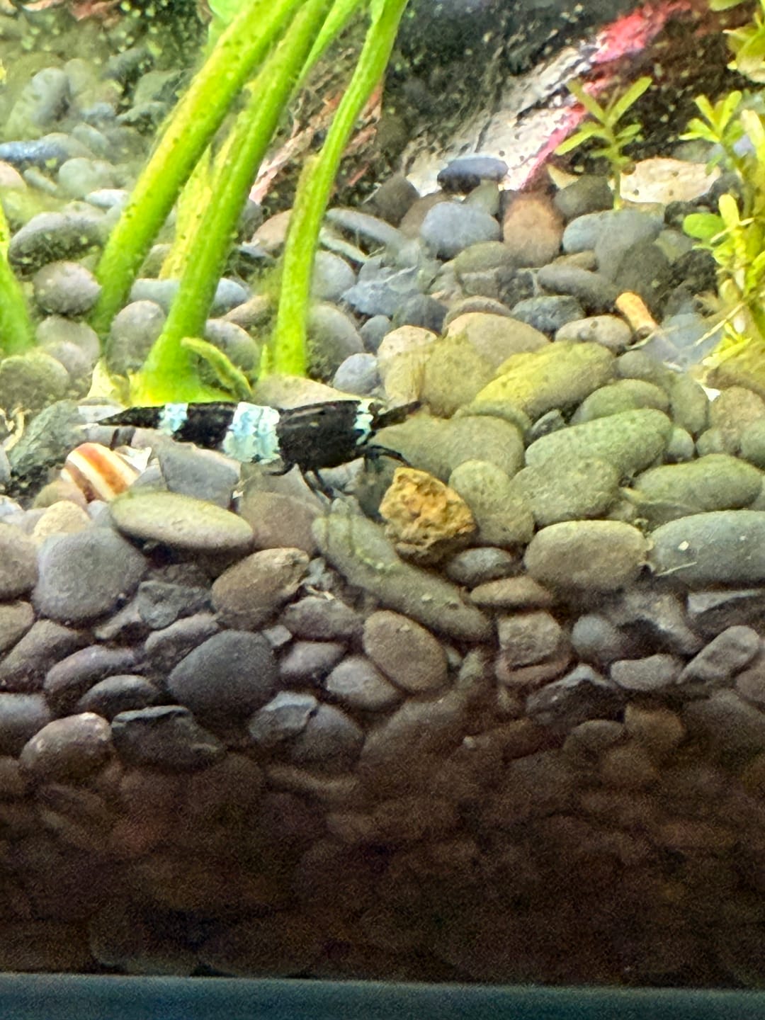 Customer photo review of Shadow Panda Shrimp