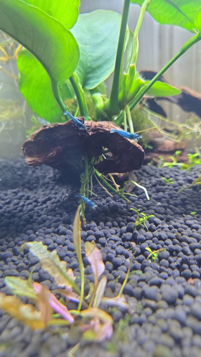 Customer photo review of Blue Bolt Shrimp (Caridina cantonensis var. “Blue Bolt”), Tank-Bred
