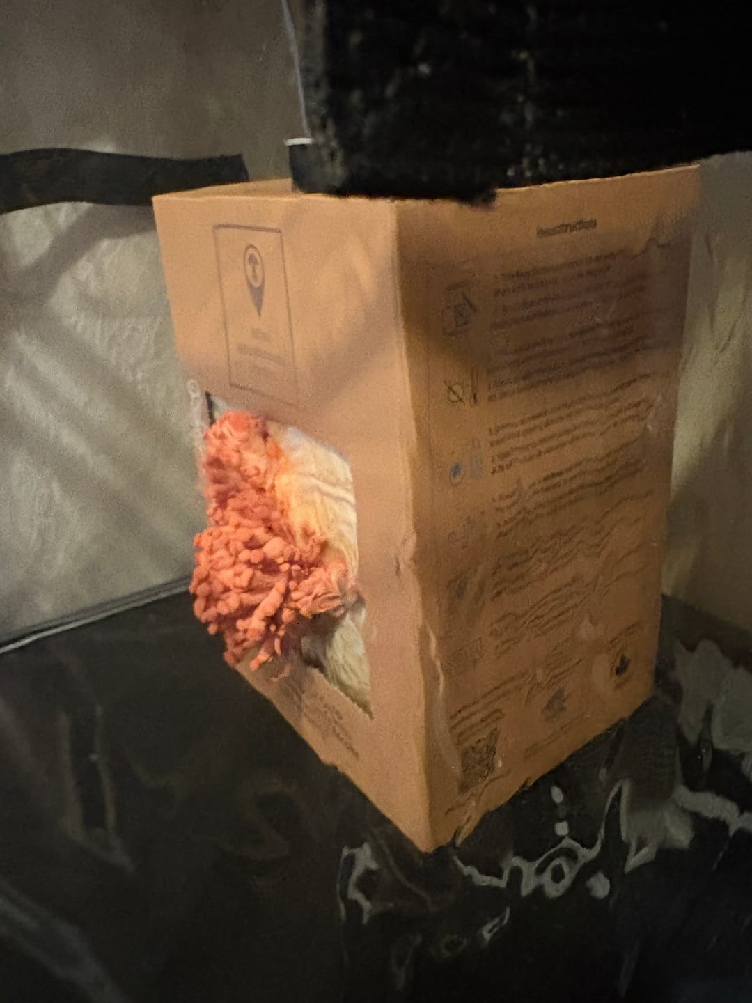 Customer photo review of Essentials Bundle Gift Set + Grow Kit