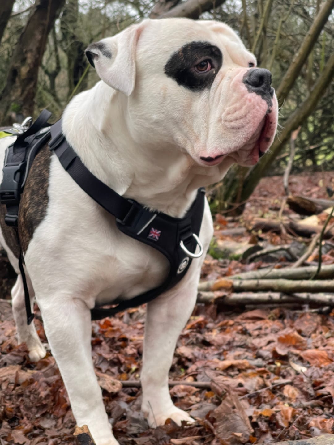 Customer photo review of Anti Pull Hurricane Harness Lighter | With Handle - Black