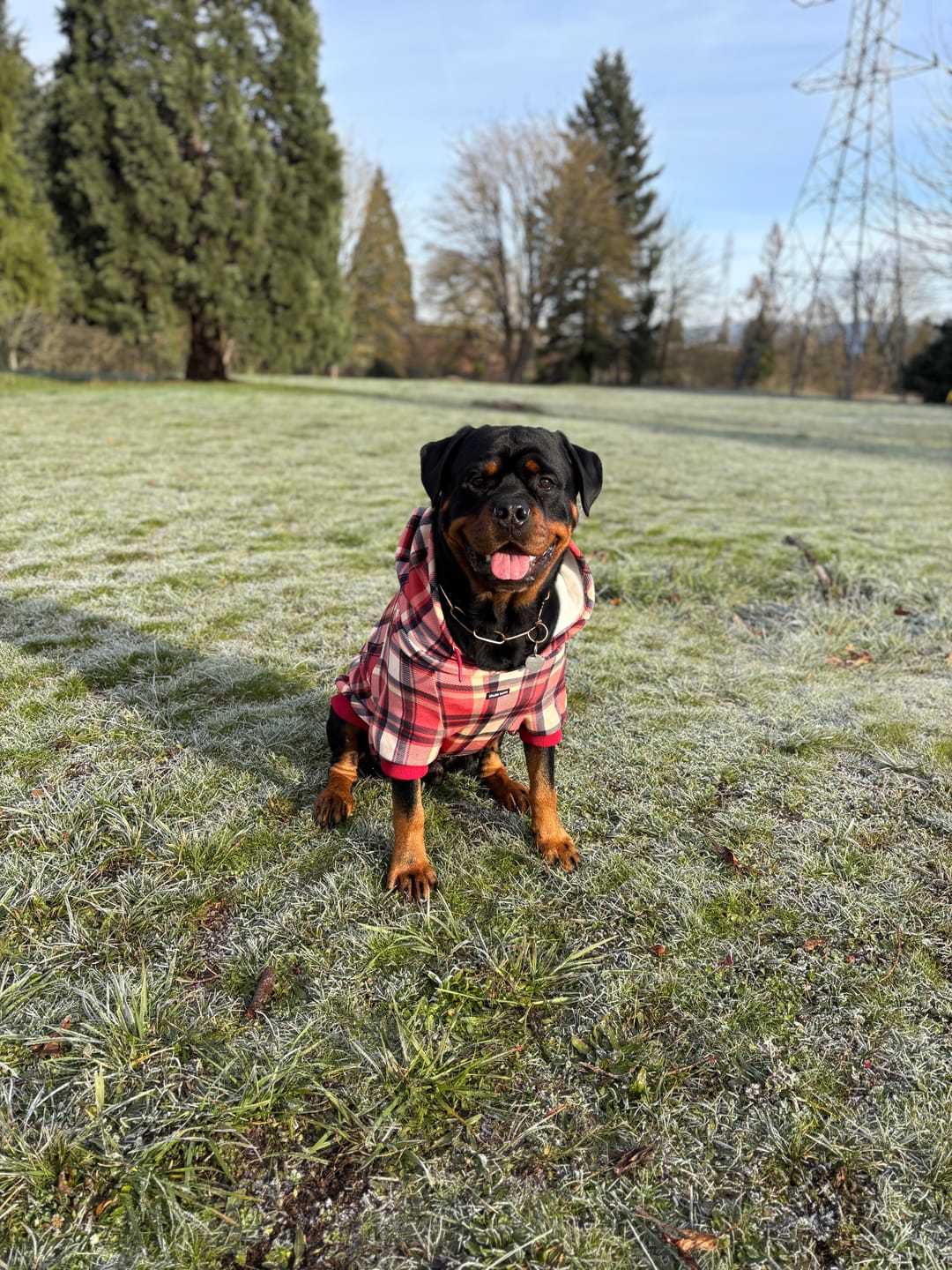 Customer photo review of Red Plaid Dog Hoodie