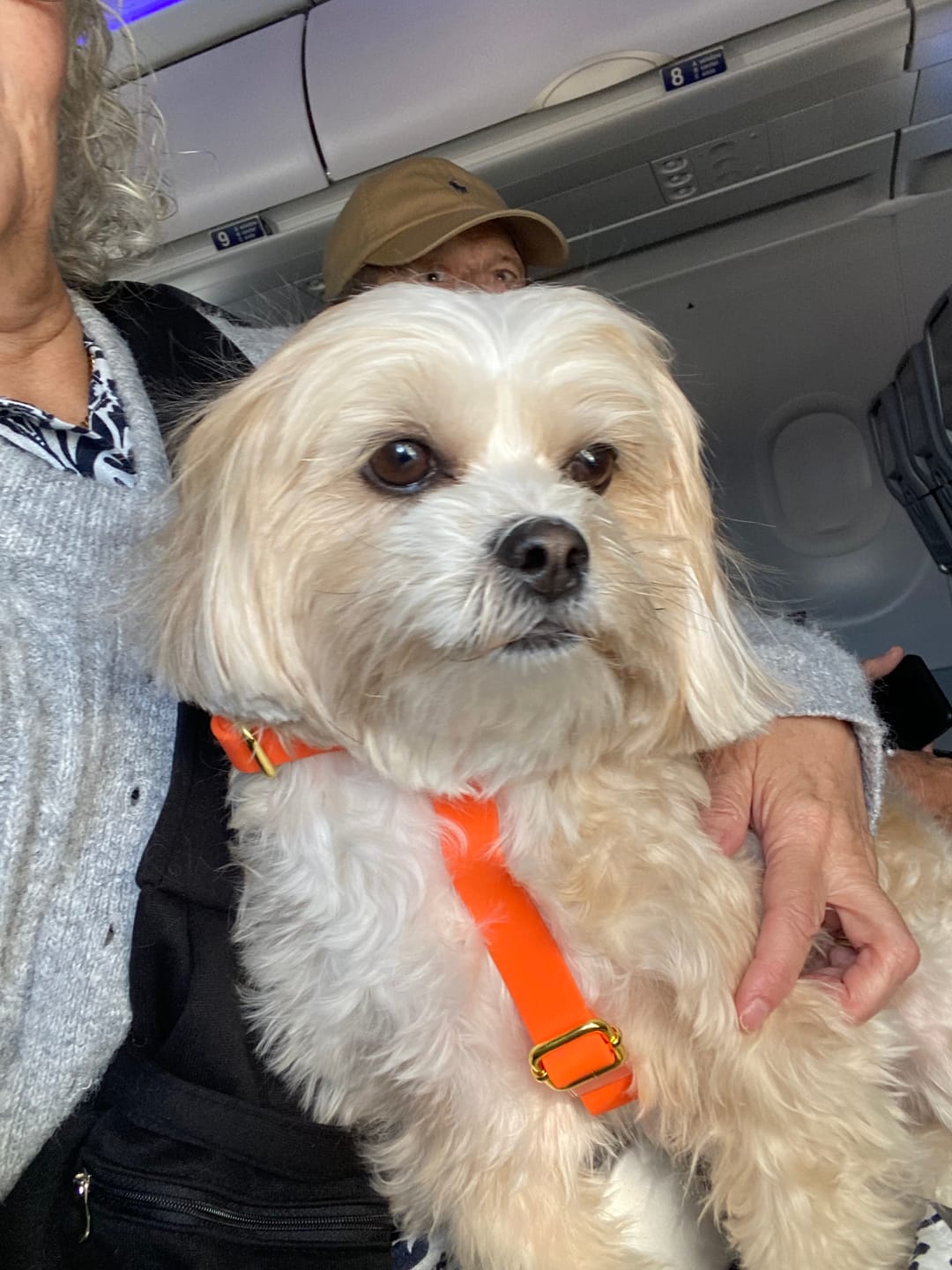 Customer photo review of Hands-Free Waterproof Leash