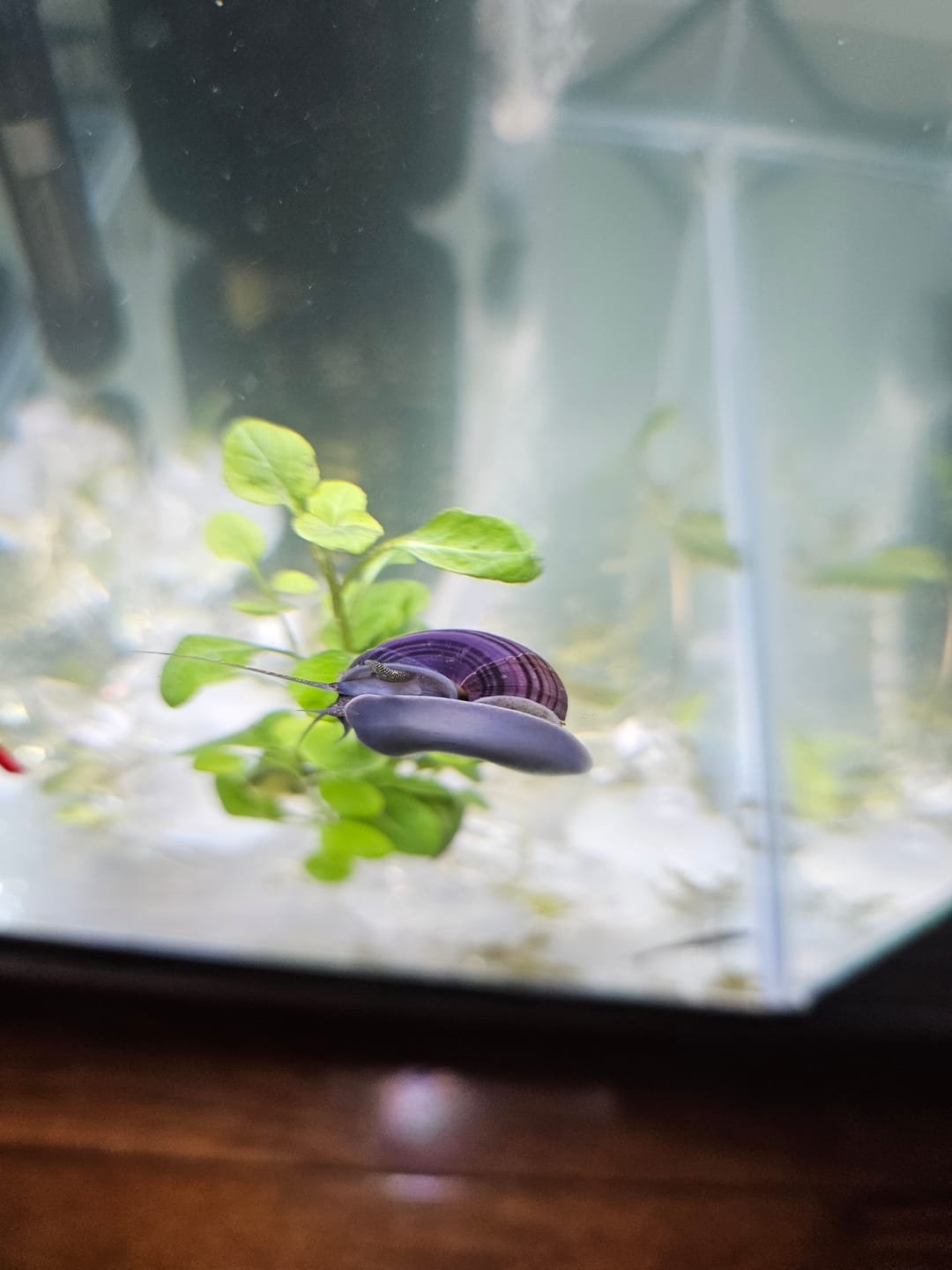 Customer photo review of Purple Mystery Snail