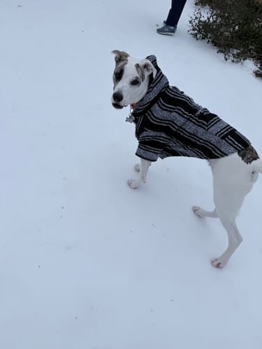 Customer photo review of Playa Poncho – Killer Whale