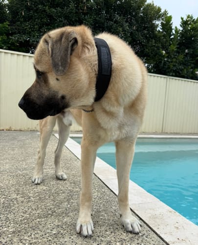 Customer photo review of SUPATUFF® Strong Dog Collar Black (Wide Fit)