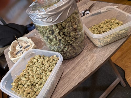 Customer photo review of OG Kush Littles - Bulk Littles - Indica