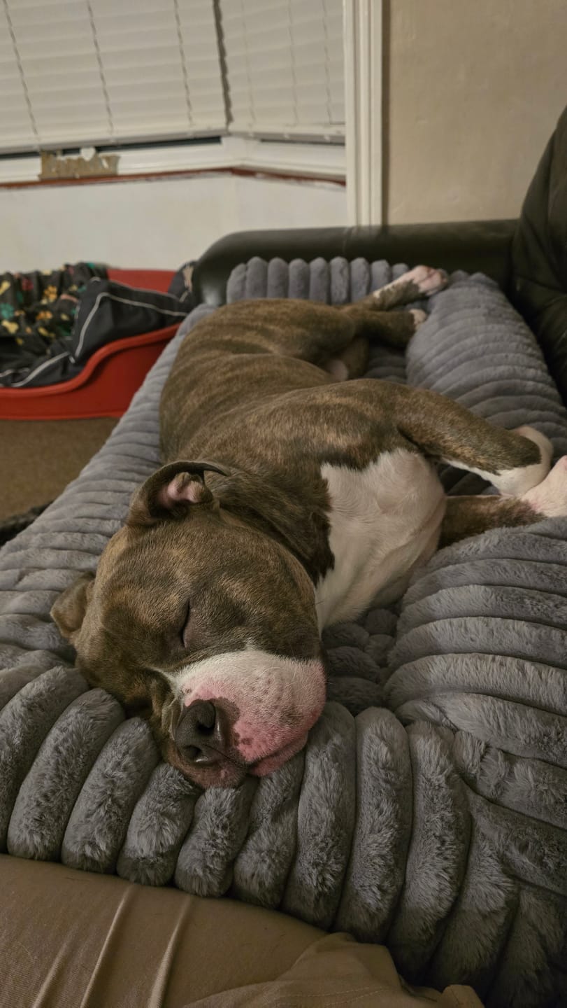 Customer photo review of Luxury Couch Cover Dog Beds