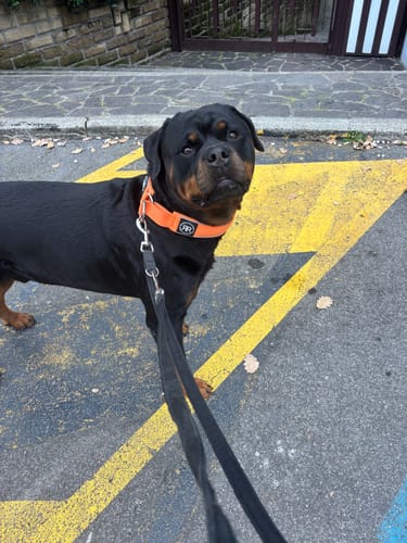 Customer photo review of 5cm Slip on Collar | Foam Padded - Orange