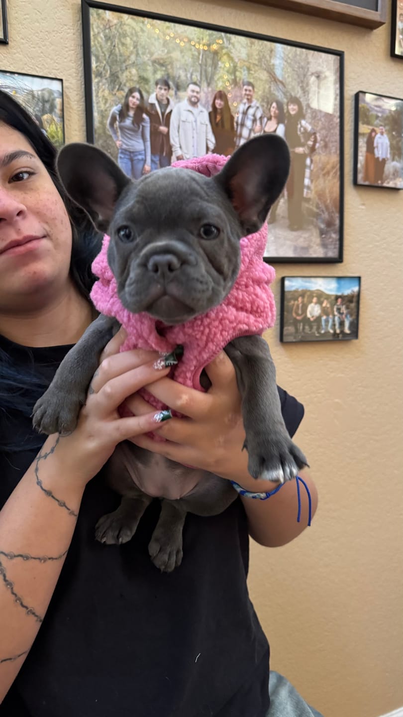 Customer photo review of Teddy Sherpa Dog Jacket - Dark Pink