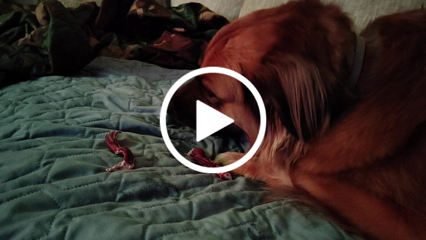 Customer video review of 6 Inch Thick Braided Bully Stick