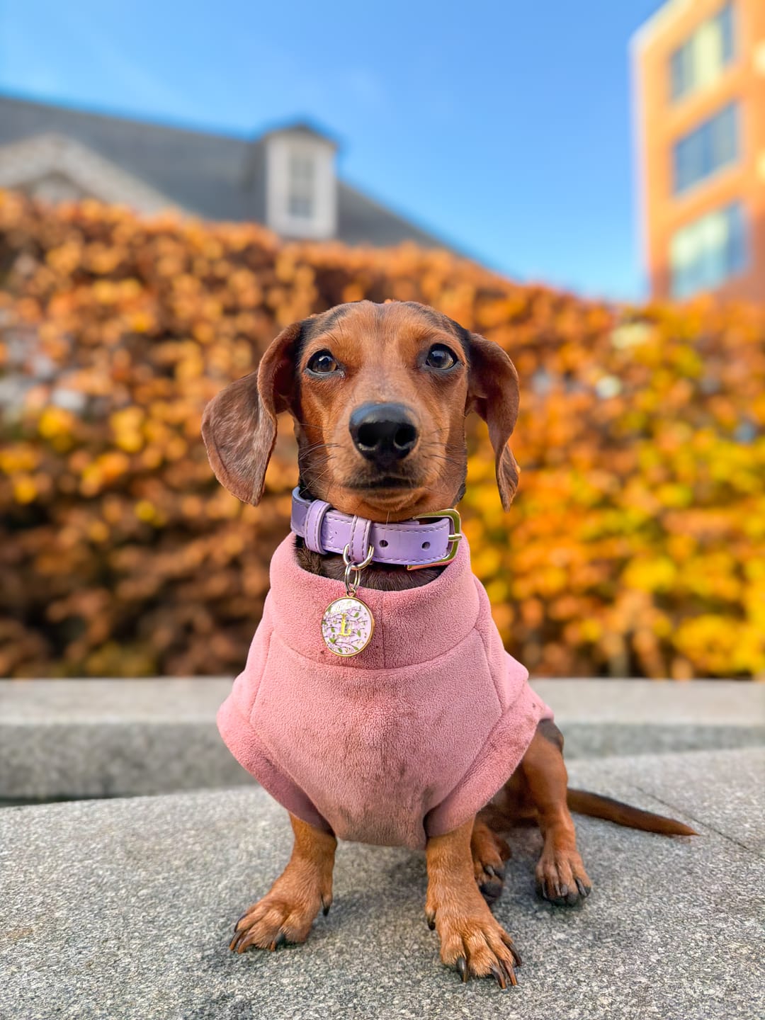 Customer photo review of Lavender Dog Collar