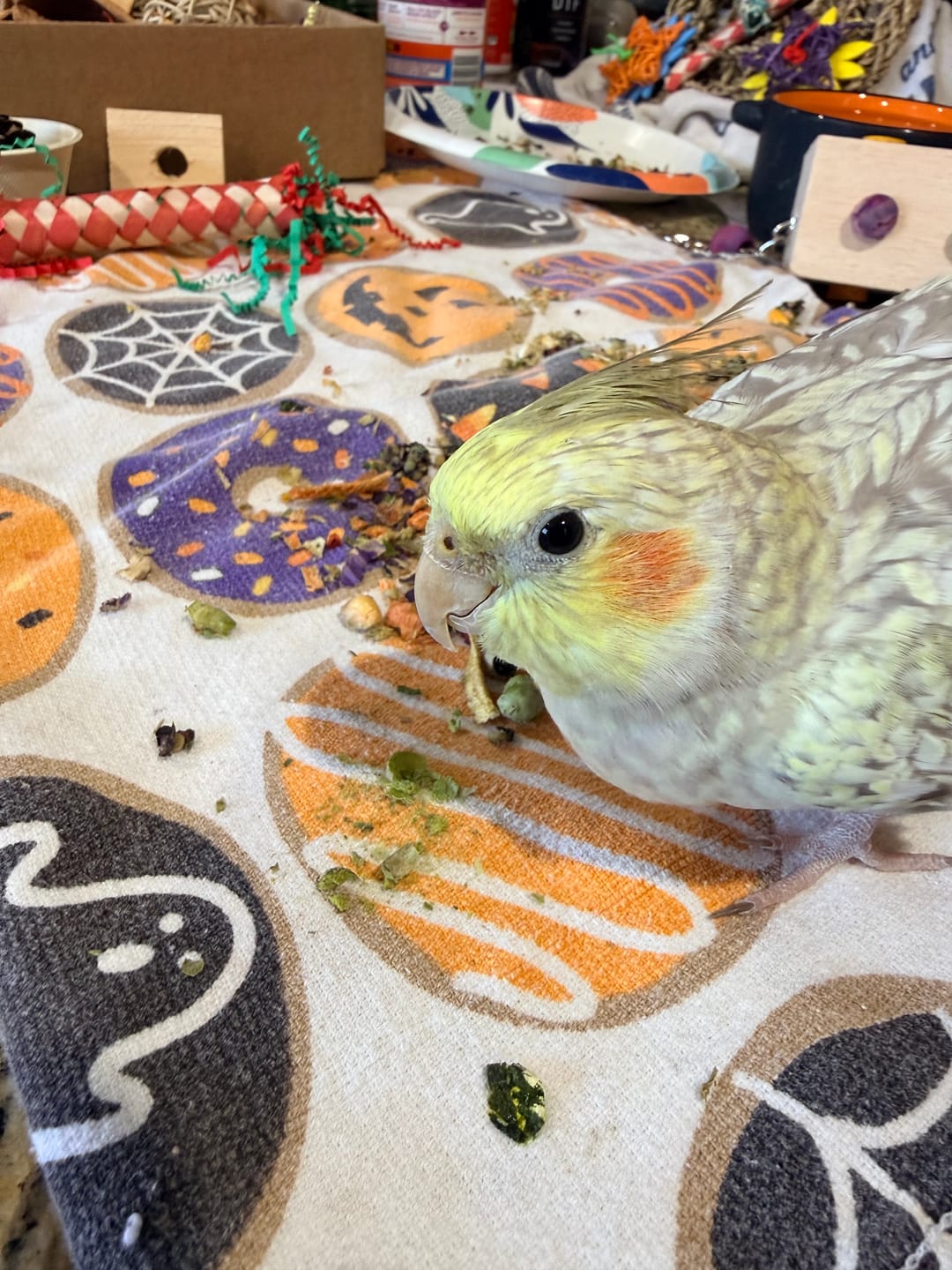 Customer photo review of Bird Bites Freeze Dried Chop - Totally Veggies - No Fruit