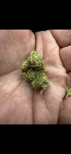 Customer photo review of Greenhouse Smalls