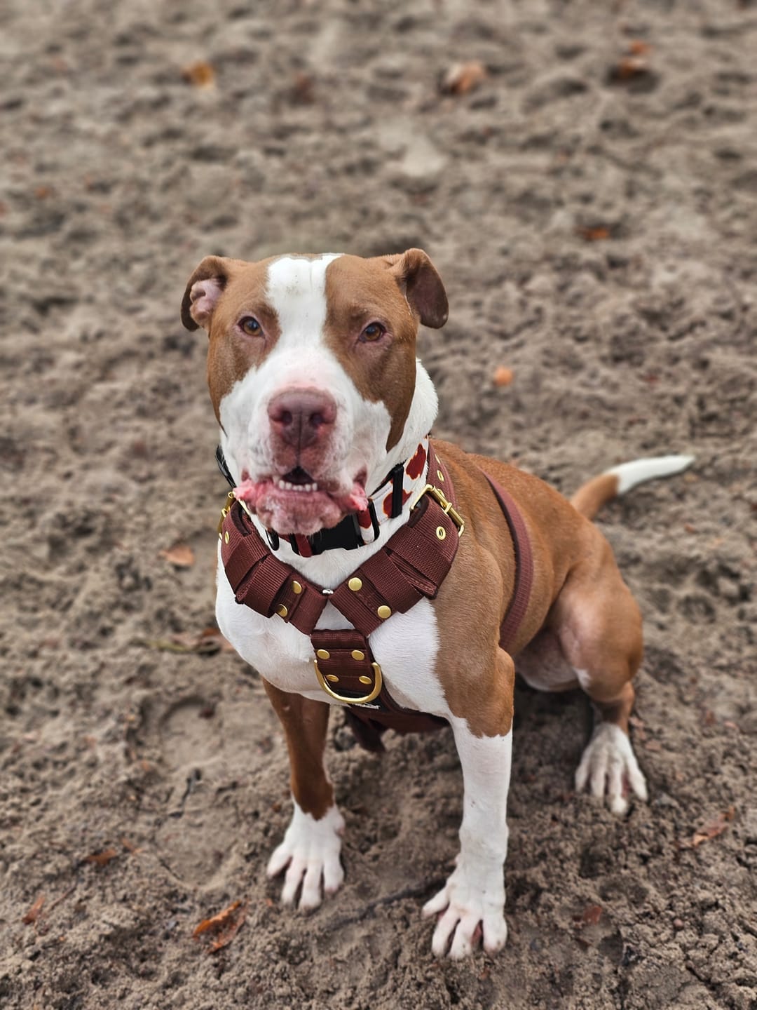 Customer photo review of Szelki z raczką typu guard - Easy Walk Golden Dark Brown
